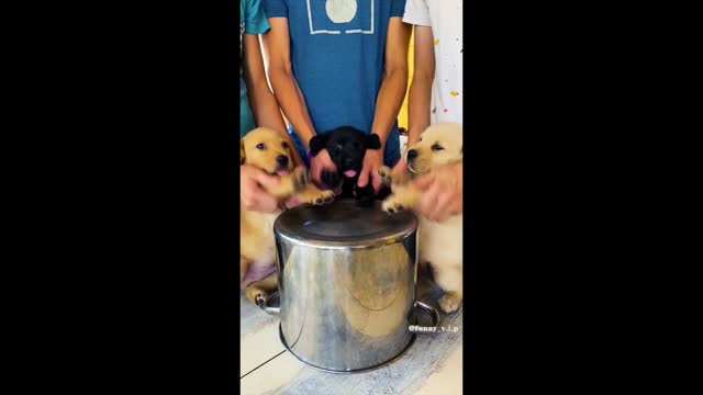FUNNY ANIMALS 2022
