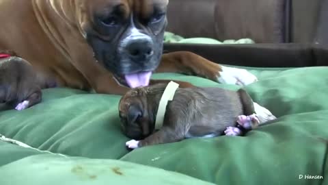 Dog Amazing Birth Standing position