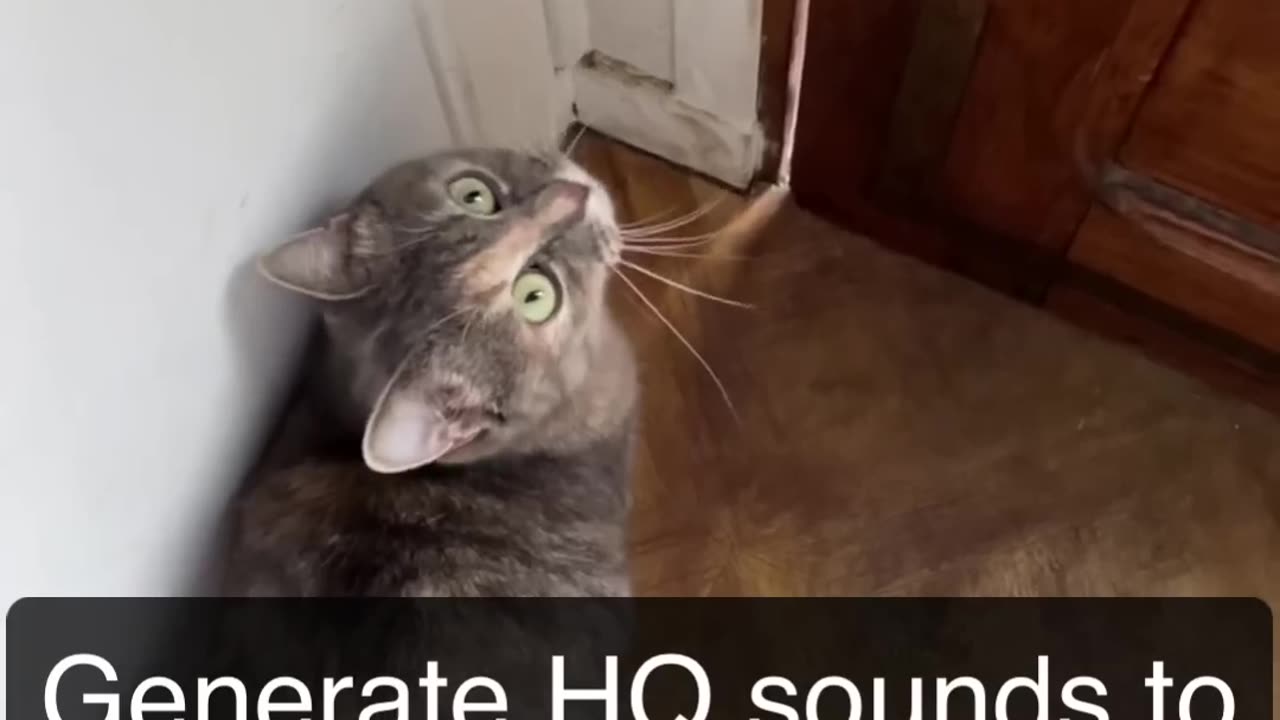 Funny Cats Attract by Funny Sounds | Meow Sound Hahaha