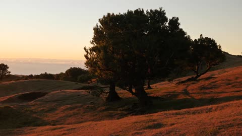 Beautiful meadow at sunset.