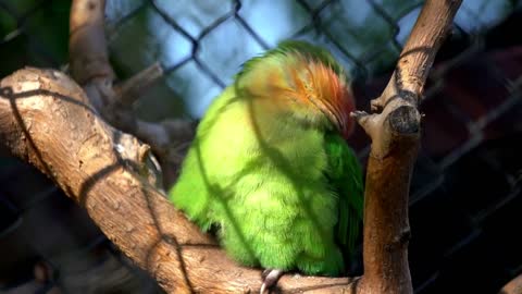 The court parrot ,colorful parrot ,beautiful parrots,parrots looking for parrots sitting,animals