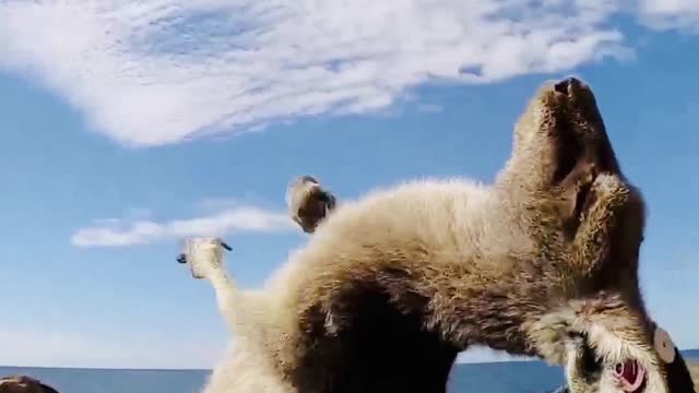 Kangaroo Scratching It's Belly in the Wind