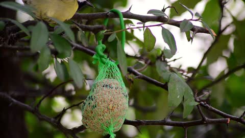 Feast your eyes and watch how the bulbul eats