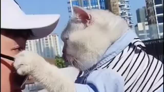 Romantic moment of opening a cat with sunglasses