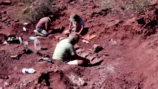 Argentine dinosaur remains could be world's largest