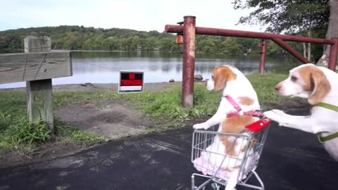 Dogs' Epic Shopping Cart Voyage: Funny Dogs Maymo & Penny