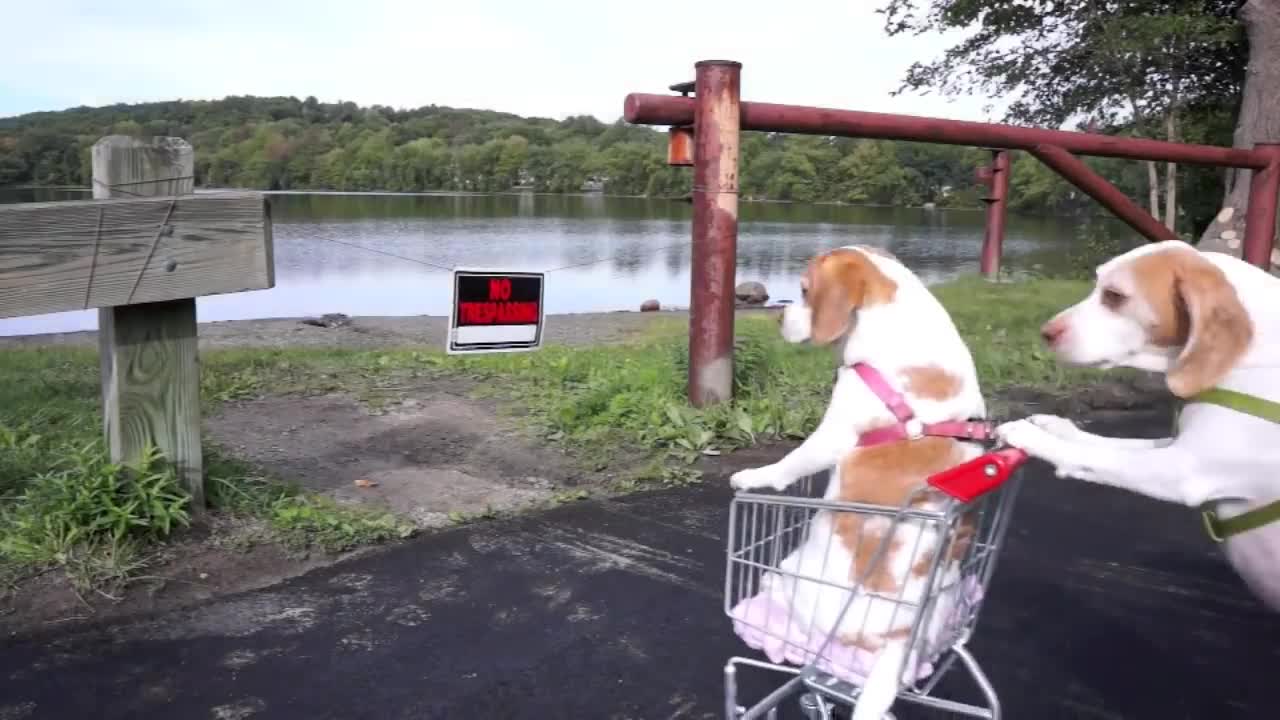 Dogs' Epic Shopping Cart Voyage: Funny Dogs Maymo & Penny