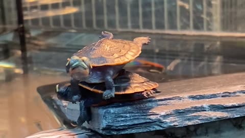 Turtle Acrobatics