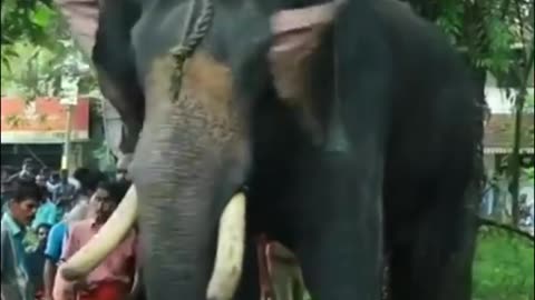 വാഴക്കുളം മനോജ്...
