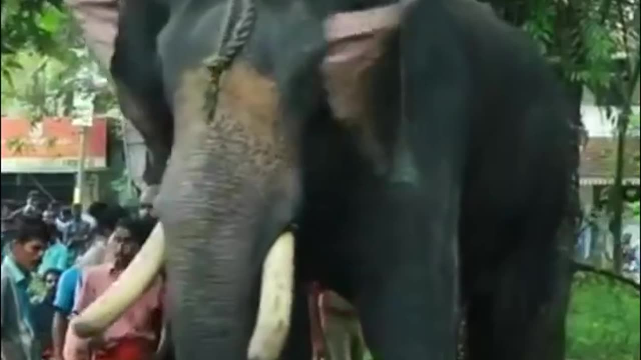വാഴക്കുളം മനോജ്...