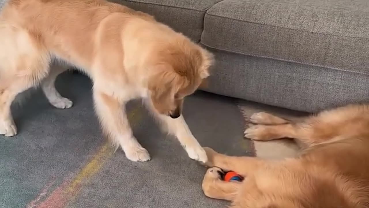 The Best Funny Cute and Doge Compilation #39