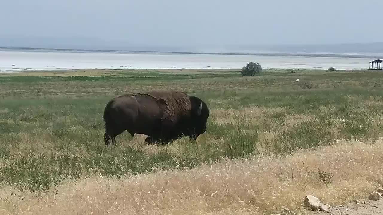 Salt lake, Antelope Island