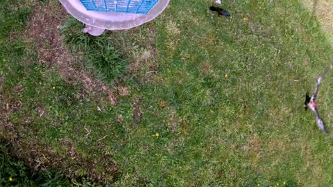 Gigantic woodpecker flies in for smooth landing at the feeder