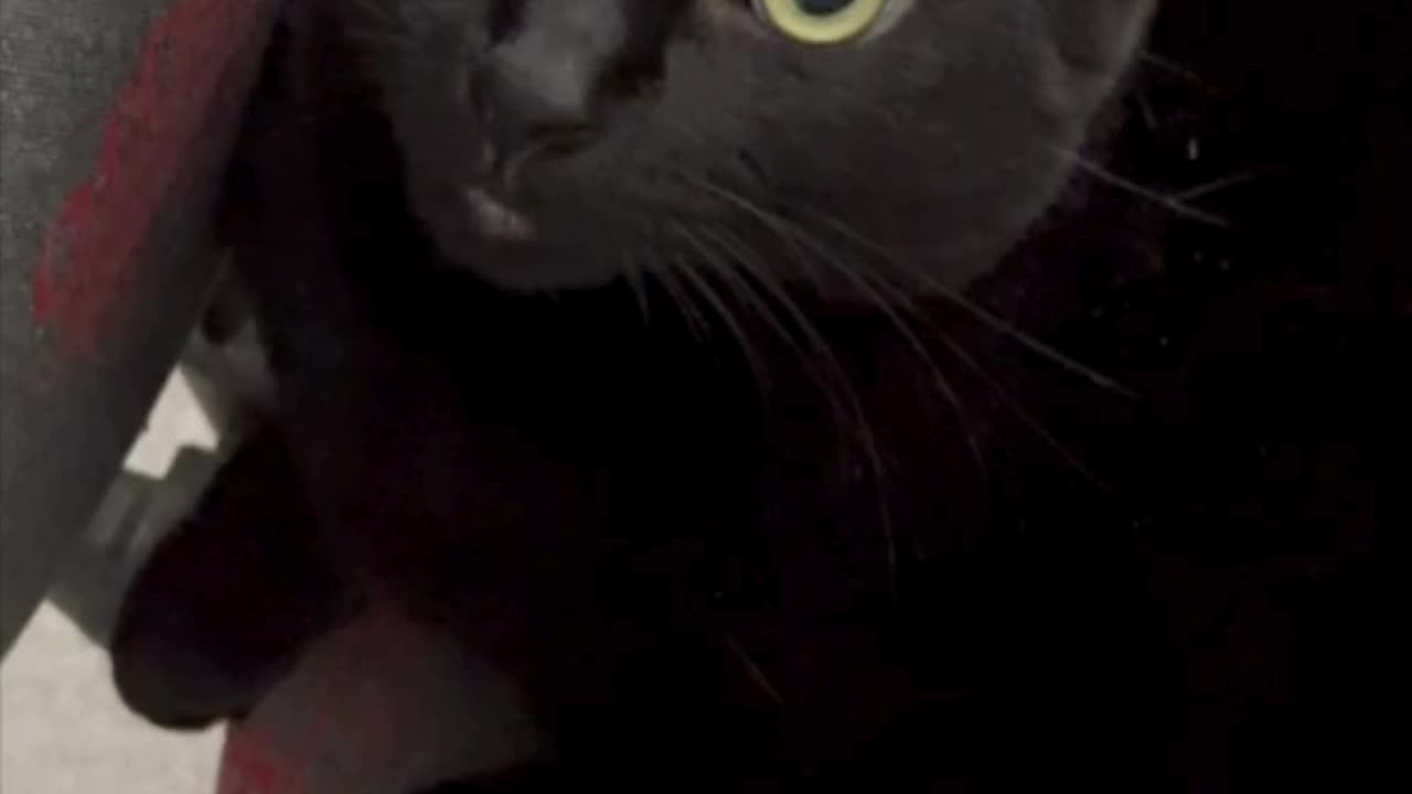 Adopting a Cat from a Shelter Vlog - Cute Precious Piper Makes Sweet Faces #shorts