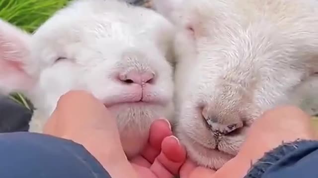 cute lamb