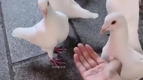 Funny animal video