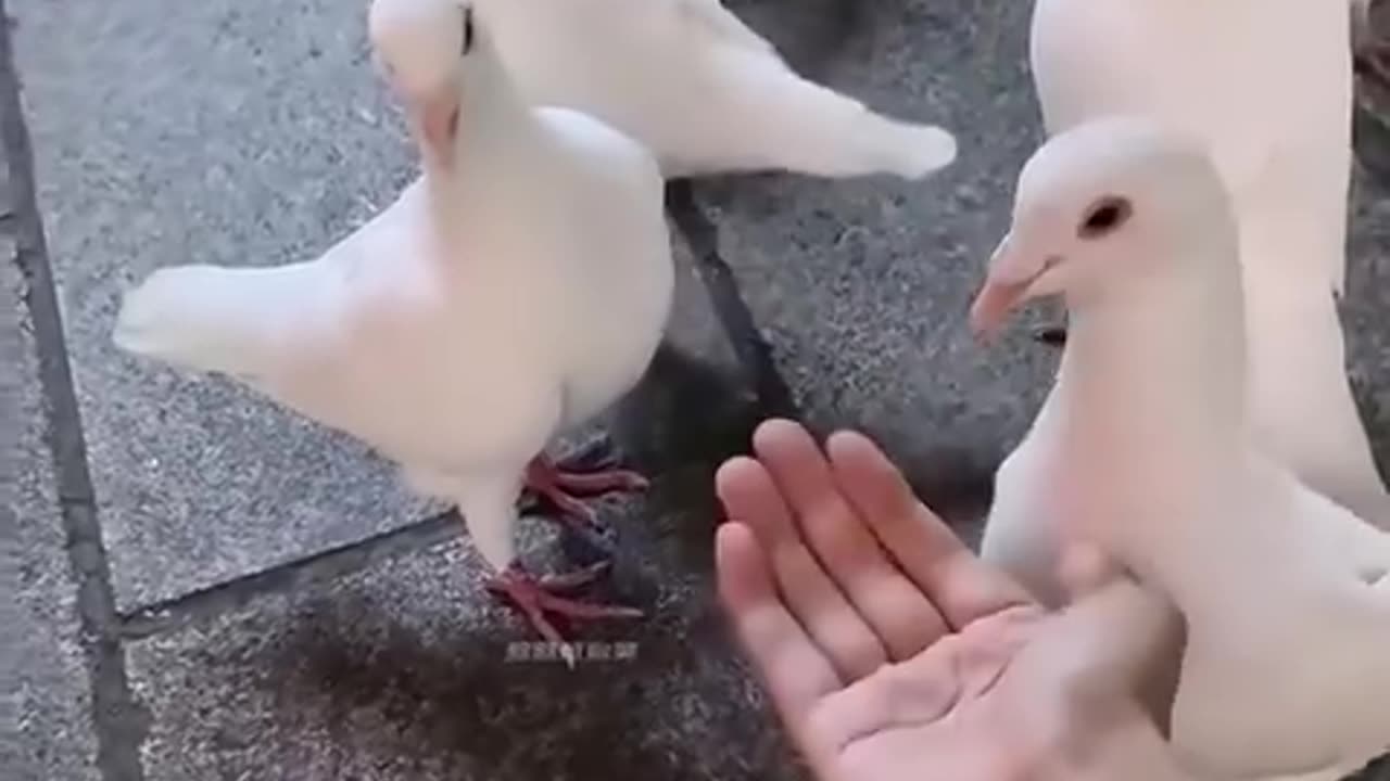 Funny animal video