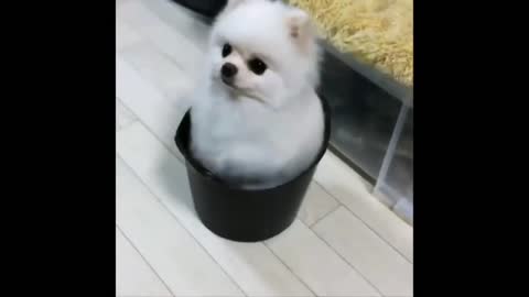 plant dog