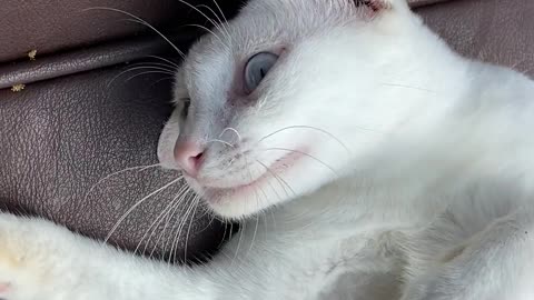 Affectionate and playful cat