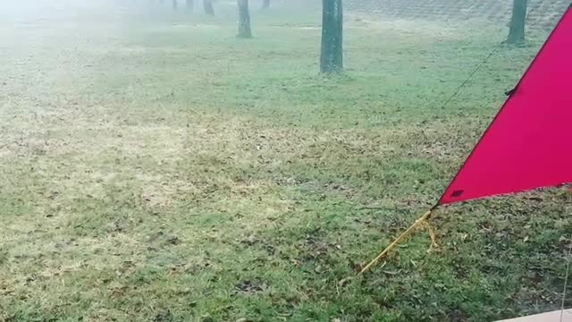 Misty campsite morning