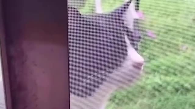 Cat funny video part-28
