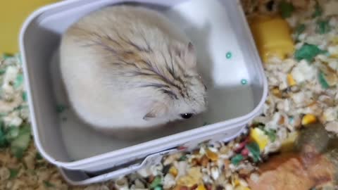 Adorable silly and happy little hamster