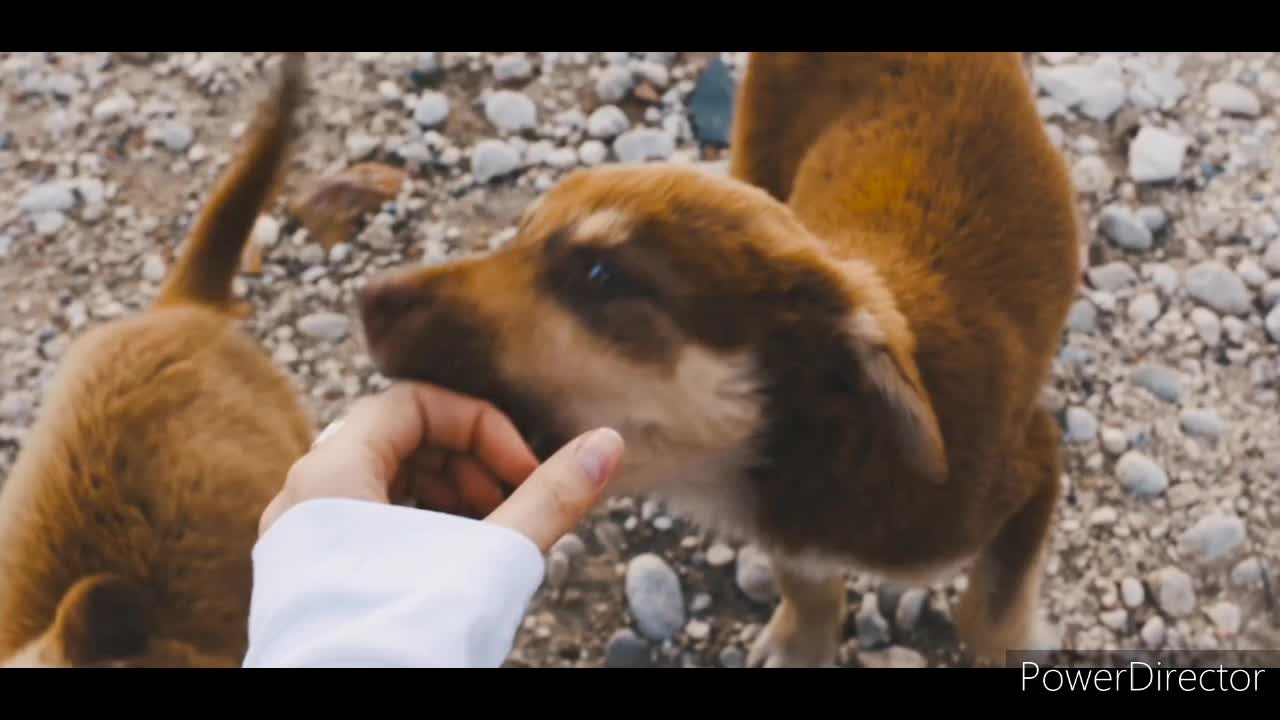 Beautiful puppy🐶 and cute cat 🐱 video.