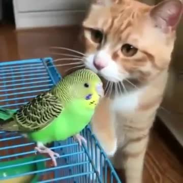 Good bird.Хорошая птичка