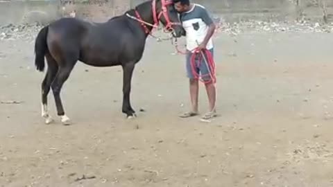 Horse training