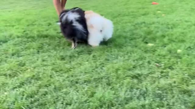 A Girl Playing with Her Dogs