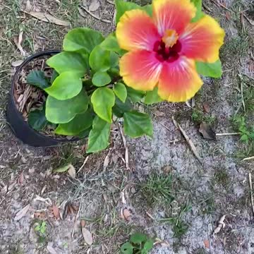 My hibiscus