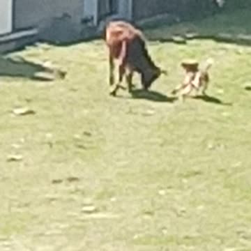 "Dog 🐕& 🐂Bull aggressive mood"