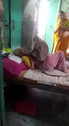 Indian wild monkey called langoor want to hug an old woman 😱 Amazing video never seen love😘😘