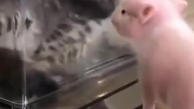 Video of kitten playing with pig.