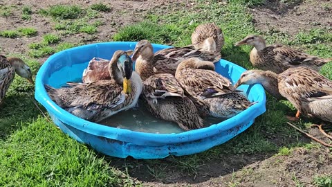 More time at the small watering hole