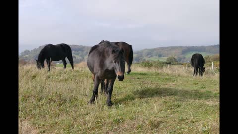 Horses Eating Grass