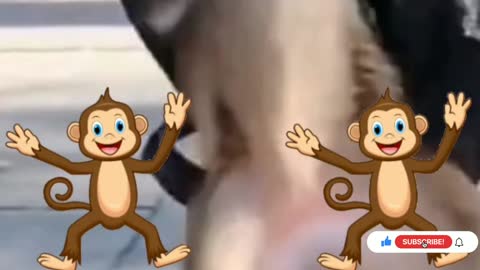 Monkey funny dance video and funny cat video