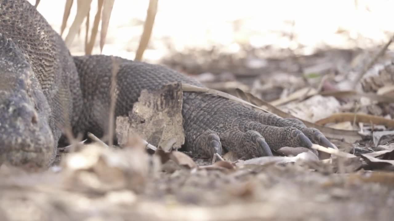 Komodo Dragon Varanus komodoensis, a species of lizard found in Indonesia