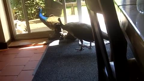 Peacocks in the house