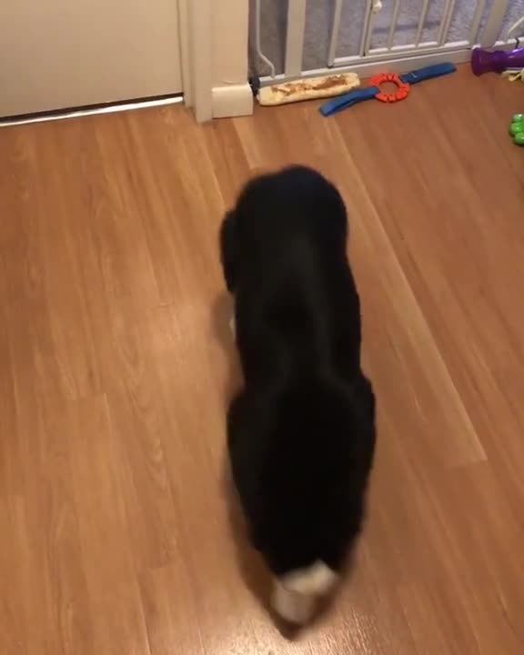 Perro no puede esconder la emoción haciendo un baile de salsa cuando llega su dueño