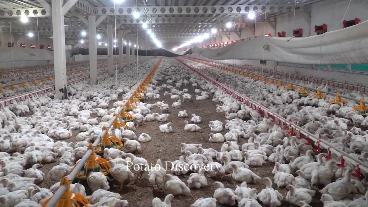 Broiler Farm - Modern Poultry Processing Factory That Are At Another Level