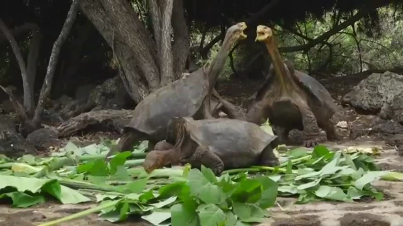 Turtle fights