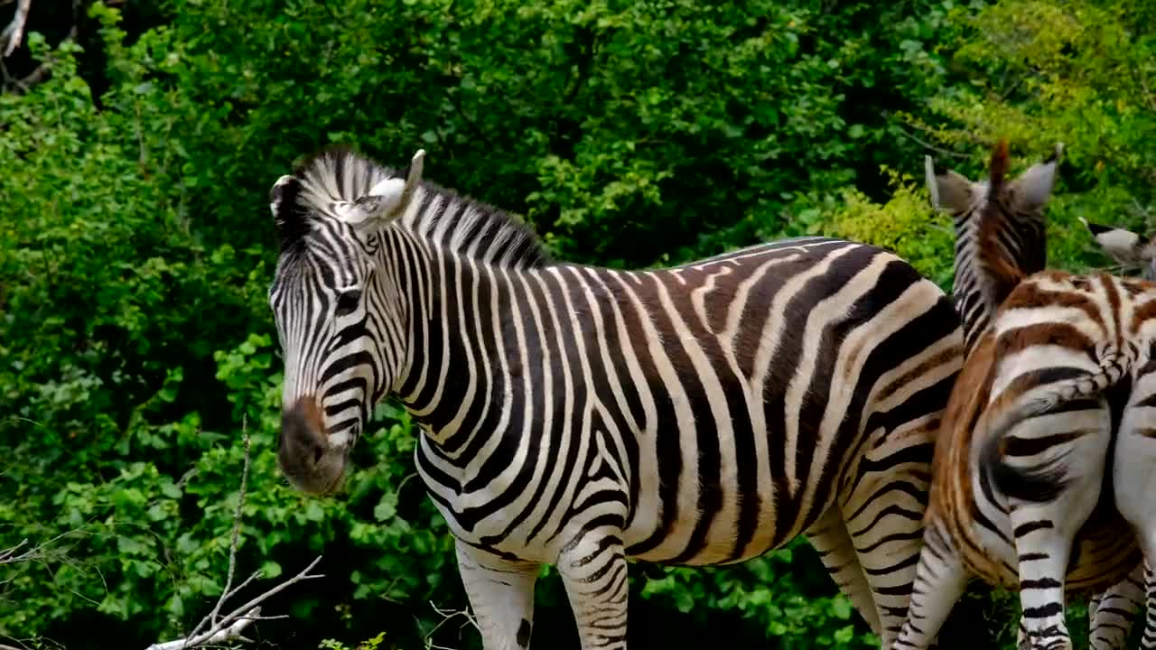 zebra zeo deutsch