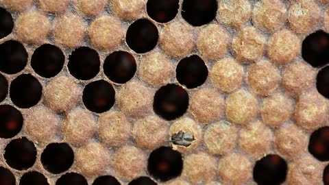 Imago young honey bee eating it's way out of cell macro footage