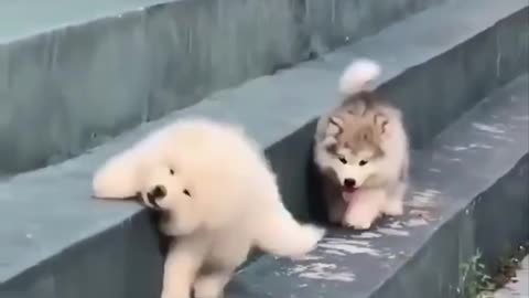 Cute puppies Falling Down Stairs