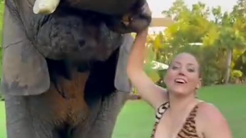 Elephant video