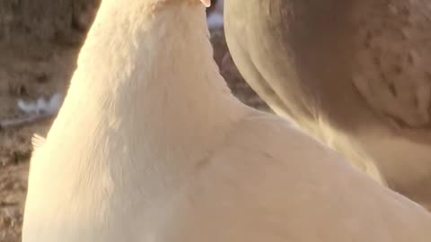 Pigeons #love