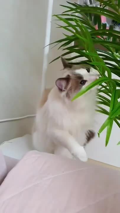 funny cat shorts🤣#cat #funnycats