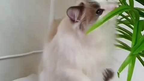 funny cat shorts🤣#cat #funnycats