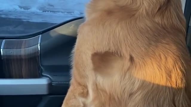 Dog looks betrayed when he realizes he's at the Vet.